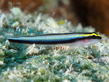 Sharknose Goby - Elacatinus evelynae - Grand Cayman