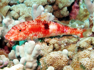 Sidespot Goatfish - Parupeneus pleurostigma - Maui, Hawaii