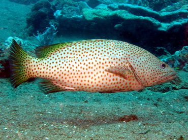 Slender Grouper - Anyperodon leucogrammicus - Dumaguete, Philippines