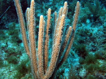 Slit-Pore Sea Rods - Plexaurella spp. - Roatan, Honduras