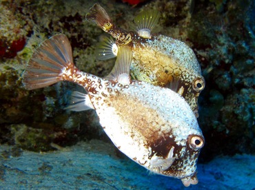 Smooth Trunkfish - Lactophrys triqueter - Cozumel, Mexico