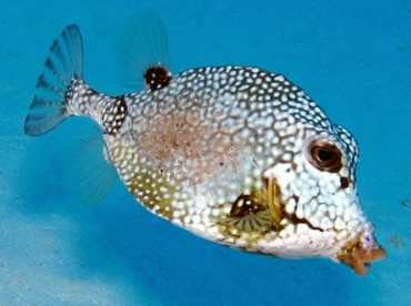 Smooth Trunkfish - Lactophrys triqueter - Cozumel, Mexico