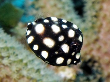 Smooth Trunkfish - Lactophrys triqueter - Cozumel, Mexico