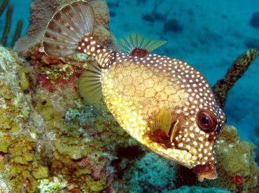 Smooth Trunkfish - Lactophrys triqueter - Grand Cayman