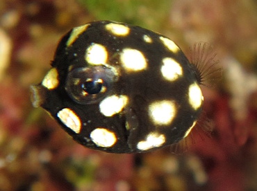 Smooth Trunkfish - Lactophrys triqueter - Cozumel, Mexico