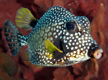 Smooth Trunkfish - Lactophrys triqueter - Cozumel, Mexico