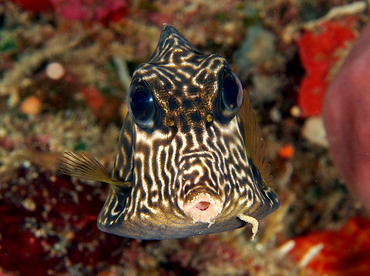 Smooth Trunkfish - Lactophrys triqueter - Roatan, Honduras