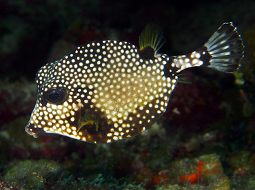 Smooth Trunkfish - Lactophrys triqueter - Roatan, Honduras