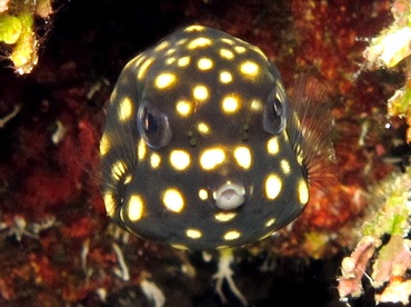 Smooth Trunkfish - Lactophrys triqueter - Cozumel, Mexico