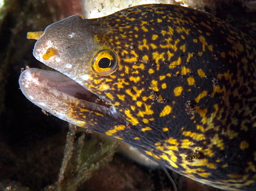 Snowflake Moray Eel - Echidna nebulosa - Bali, Indonesia