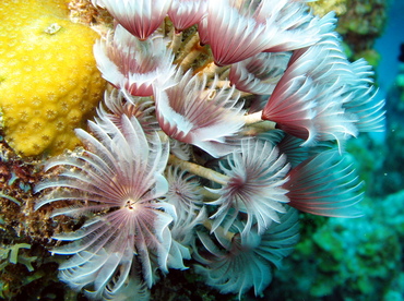 Social Feather Duster - Bispira brunnea - Grand Cayman