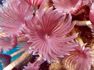 Social Feather Duster - Bispira brunnea - Nassau, Bahamas
