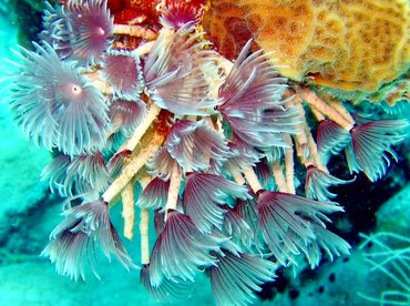 Social Feather Duster - Bispira brunnea - Nassau, Bahamas