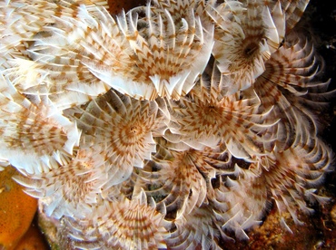 Social Feather Duster - Bispira brunnea - Belize