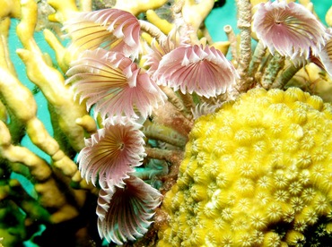 Social Feather Duster - Bispira brunnea - Nassau, Bahamas