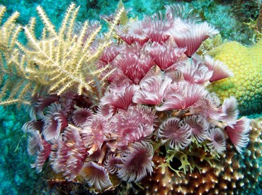 Social Feather Duster - Bispira brunnea - Grand Cayman