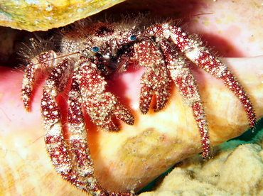 White Speckled Hermit Crab - Paguristes punticeps - The Exumas, Bahamas