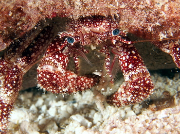 White Speckled Hermit Crab - Paguristes punticeps - The Exumas, Bahamas