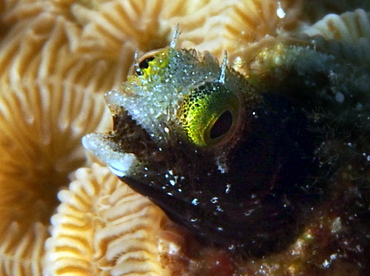 Spinyhead Blenny - Acanthemblemaria spinosa - Cozumel, Mexico