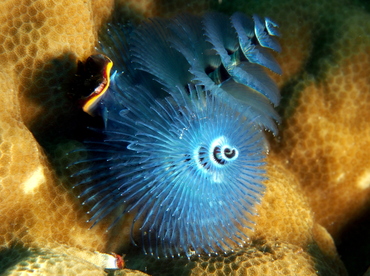 Indo-Pacific Christmas Tree Worm - Spirobranchus corniculatus - Fiji