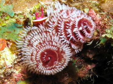 Christmas Tree Worm - Spirobranchus giganteus - Grand Cayman