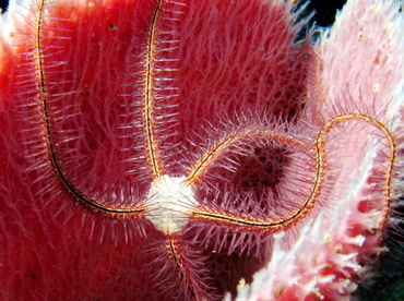 Sponge Brittle Star - Ophiothrix suensonii - Belize