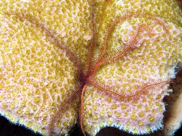 Sponge Brittle Star - Ophiothrix suensonii - Grand Cayman