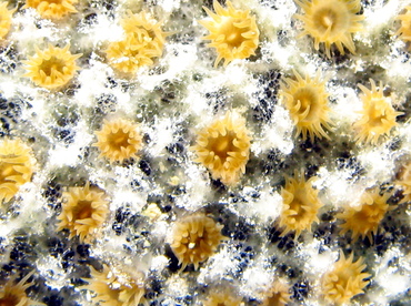 Sponge Zoanthid - Parazoanthus parasiticus - Grand Cayman