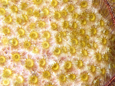 Sponge Zoanthid - Parazoanthus parasiticus - Grand Cayman