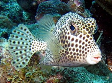 Spotted Trunkfish - Lactophrys bicaudalis - Bonaire