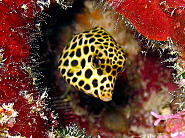 Spotted Trunkfish - Lactophrys bicaudalis - Belize