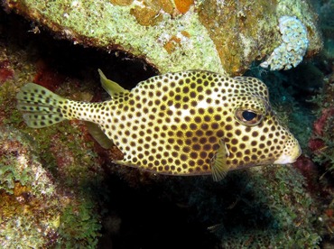 Spotted Trunkfish - Lactophrys bicaudalis - Bonaire