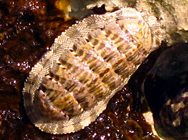 Squamose Chiton - Chiton squamosum - Isla Mujeres, Mexico