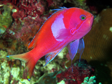 Squarespot Anthias - Pseudanthias pleurotaenia - Wakatobi, Indonesia