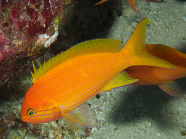 Squarespot Anthias - Pseudanthias pleurotaenia - Wakatobi, Indonesia