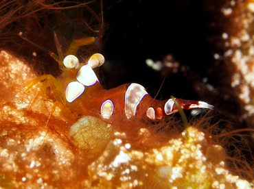 Squat Anemone Shrimp - Thor amboinensis - Cozumel, Mexico