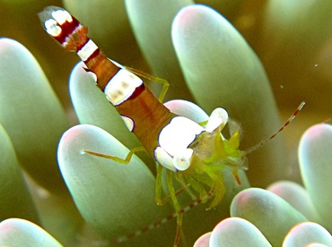 Squat Anemone Shrimp - Thor amboinensis - Cozumel, Mexico