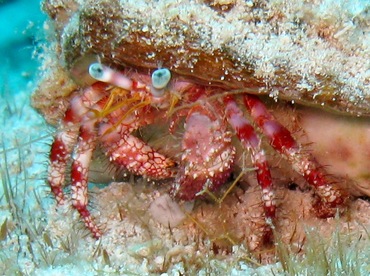 Stareye Hermit Crab - Dardanus venosus - Cozumel, Mexico