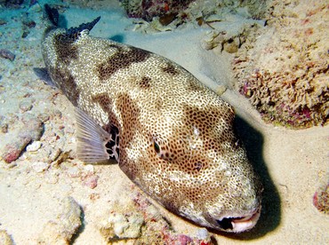 Star Puffer - Arothron stellatus - Yap, Micronesia