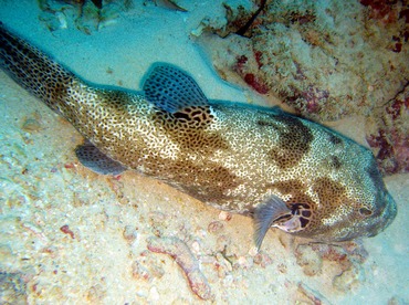 Star Puffer - Arothron stellatus - Yap, Micronesia