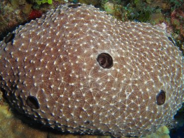 Stinker Sponge - Ircinia felix - Turks and Caicos