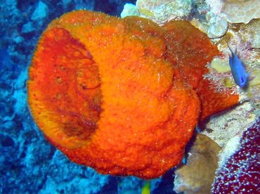 Strawberry Vase Sponge - Mycale laxissima - Little Cayman