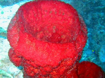 Strawberry Vase Sponge - Mycale laxissima - Little Cayman