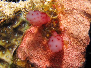 Strawberry Tunicate - Eudistoma sp. - Roatan, Honduras