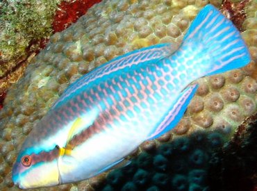 Striped Parrotfish - Scarus iserti - Aruba