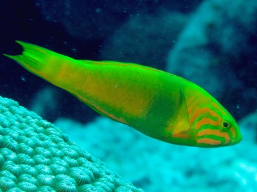 Yellow-Brown Wrasse - Thalassoma lutescens - Yap, Micronesia