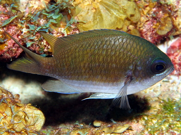 Sunshinefish - Chromis insolata - Grand Cayman