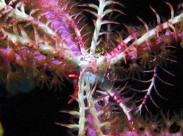 Swimming Crinoid - Analcidometra armata - Turks and Caicos