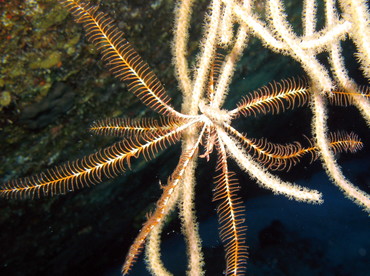 Swimming Crinoid - Analcidometra armata - Nassau, Bahamas