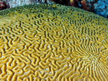 Symmetrical Brain Coral - Diploria strigosa - Bonaire